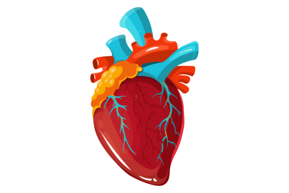 Anatomical Human Heart. Medical Illustra